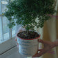 Offline Mode Planter (Toffee)