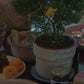 Offline Mode Planter (Toffee)
